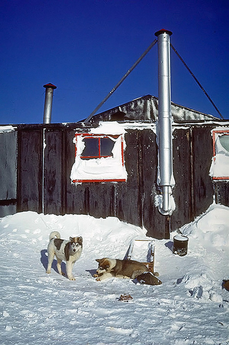 Ездовые собаки в Антарктиде, 1970-е. Вот почему в Антарктике больше нет (и скорее всего не будет) ни одной собаки