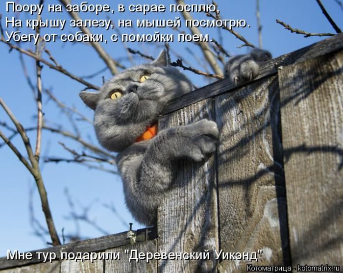 Лучшие котоматрицы недели