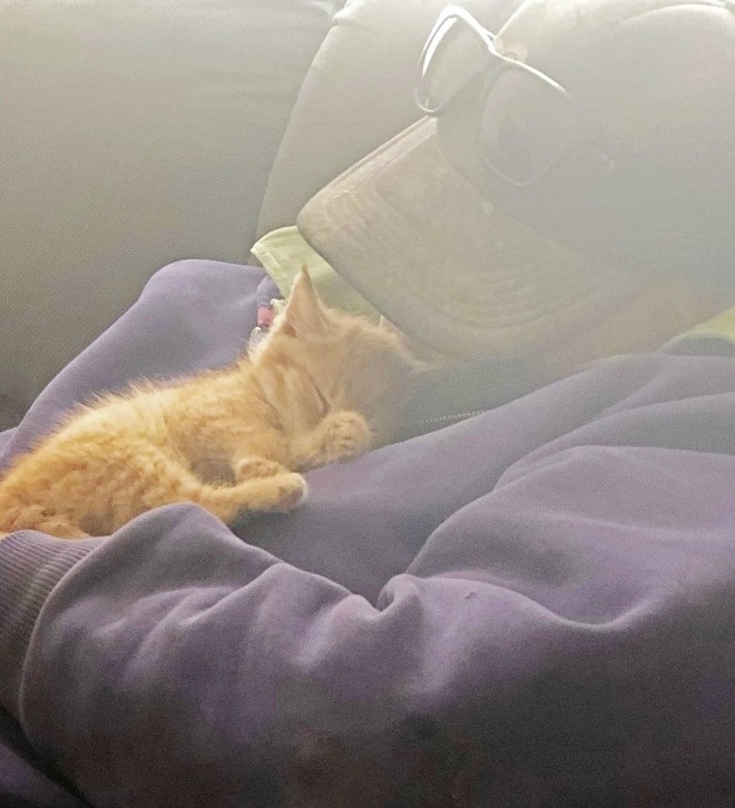 Котенок на руках Котенок спит