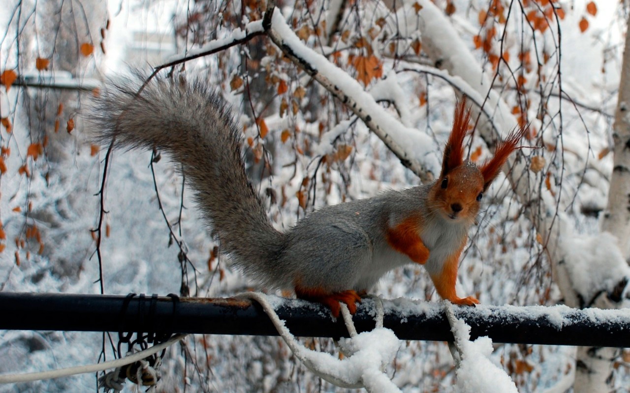 Природа России 6 Природа России 6