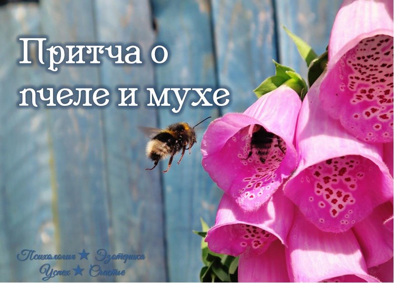 Притча о пчеле и мухе: для тех, кто привык обвинять других
