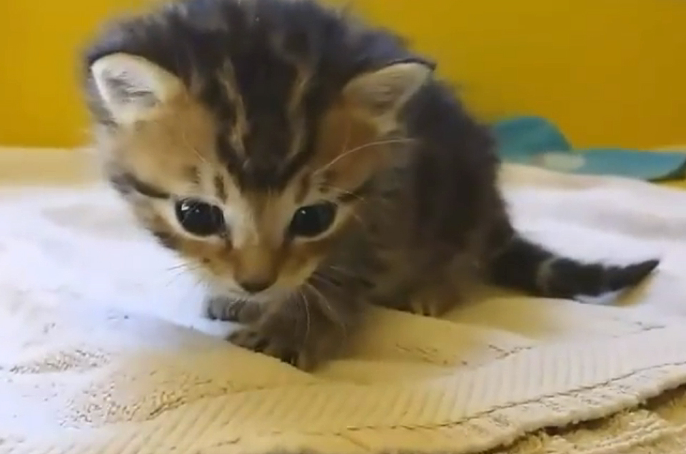 Чудесное спасение раненого котенка - видео Чудесное спасение раненого котенка - видео