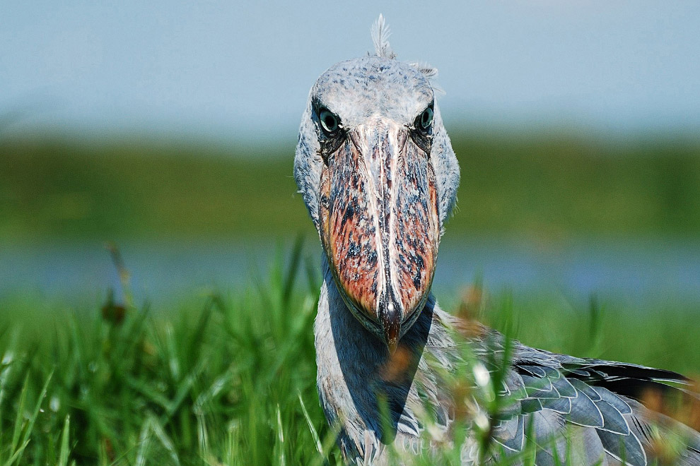 Победители птичьего конкурса Audubon Photography Awards 2015