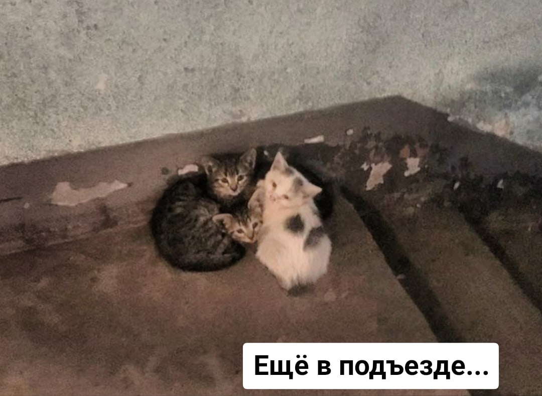 Полосатая банда ищет своих поклонников!)