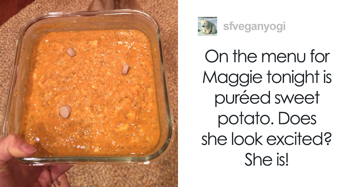 Vegan Forces Her Dog To Go Vegan, So Vet Explains Why It Looks Malnourished
