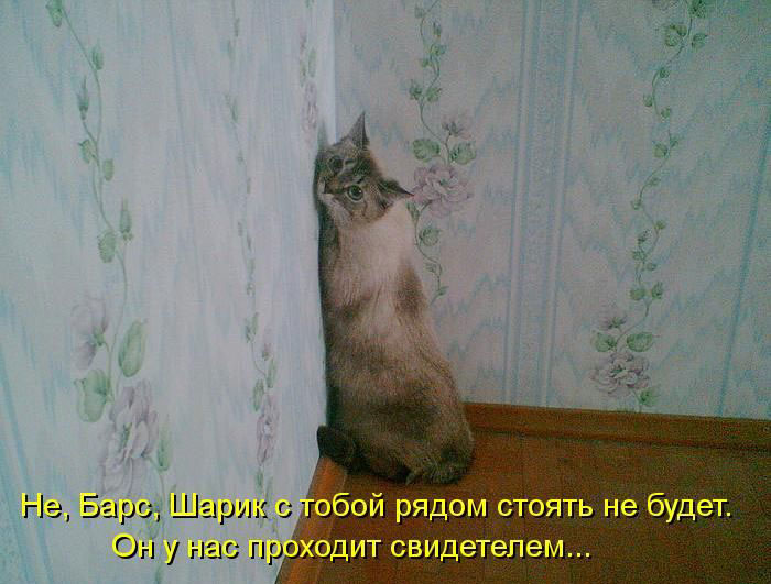 Позитив дня: КОТОПЯТНИЦА Позитив дня: КОТОПЯТНИЦА