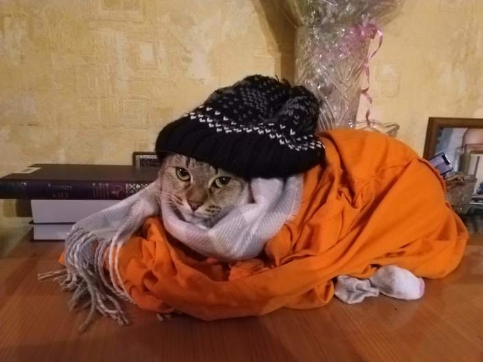13 веселых котов 13 веселых котов