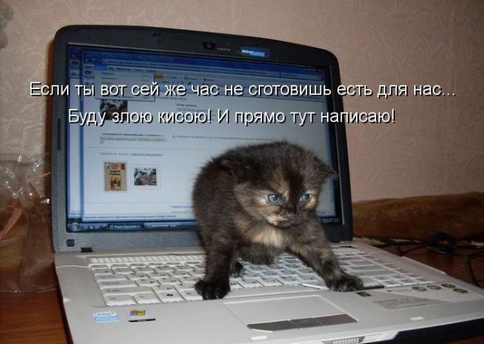 Позитив дня: КОТОПЯТНИЦА Позитив дня: КОТОПЯТНИЦА
