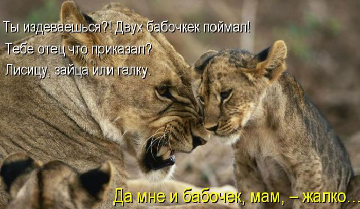 Позитив дня: КОТОПЯТНИЦА Позитив дня: КОТОПЯТНИЦА