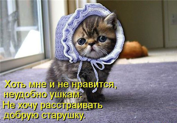 Позитив дня: КОТОПЯТНИЦА Позитив дня: КОТОПЯТНИЦА