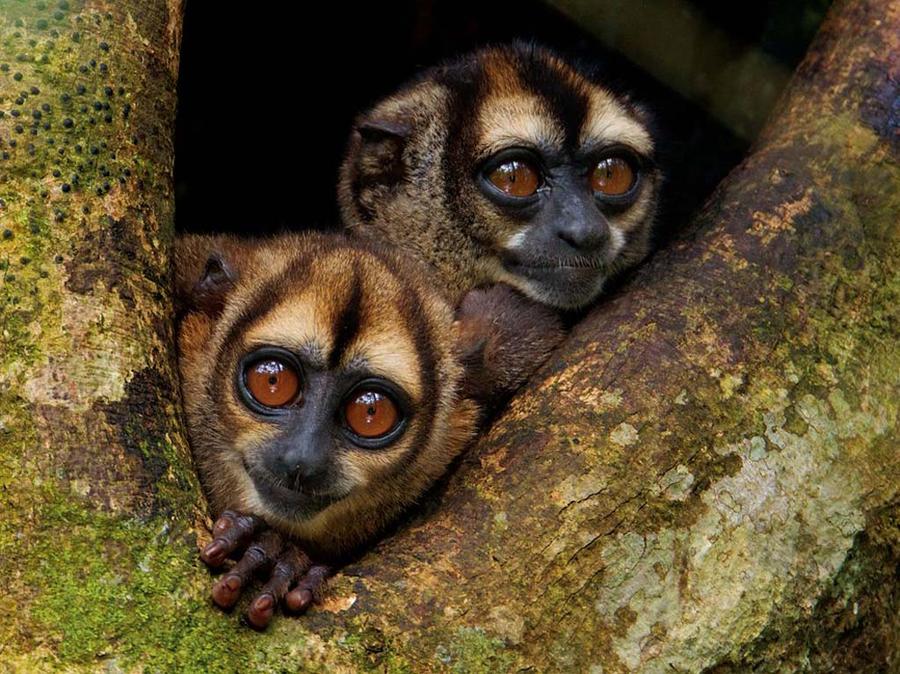 Лучшие фотографии National Geographic (подборка) Лучшие фотографии National Geographic (подборка)