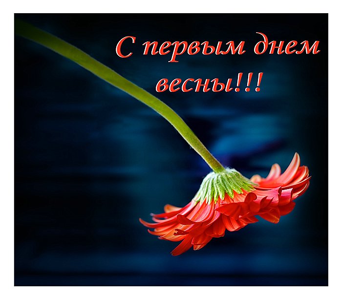 Картинки с первым днем весны любимая Картинки с первым днем весны любимая