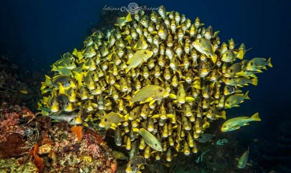 Яркий мир коралловых рифов (20 фото)