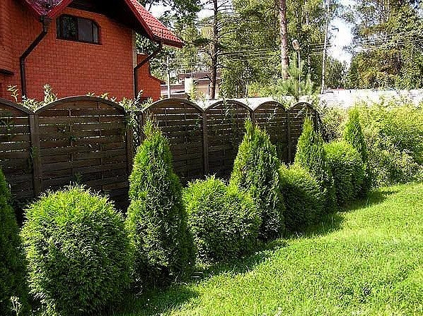 Дизайн посадки туи на даче Дизайн посадки туи на даче