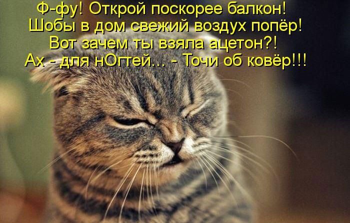 Позитив дня: КОТОПЯТНИЦА Позитив дня: КОТОПЯТНИЦА