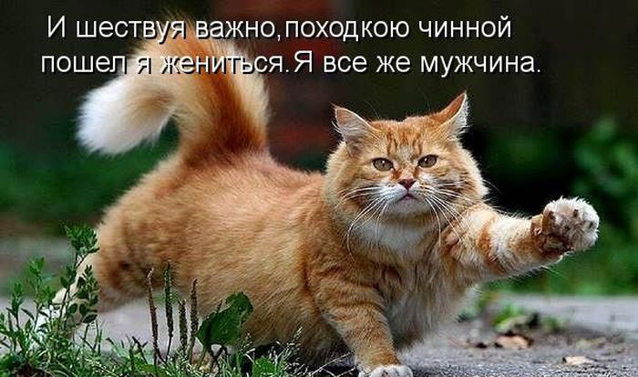 Позитив дня: КОТОПЯТНИЦА Позитив дня: КОТОПЯТНИЦА