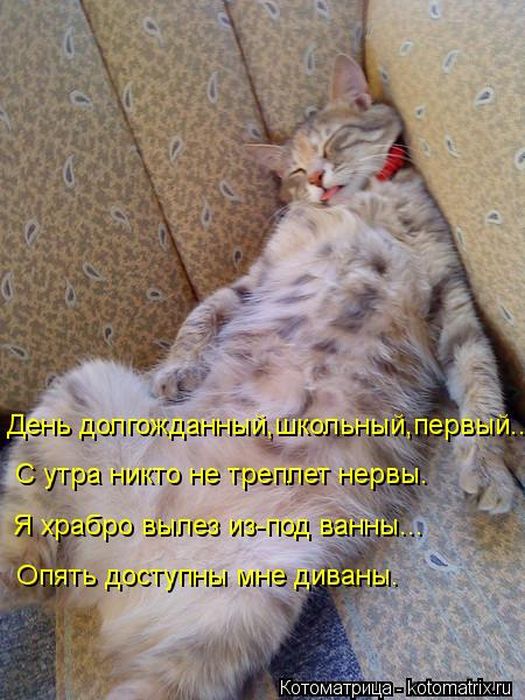 Лучшие котоматрицы за неделю