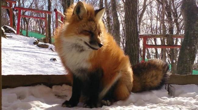 Zao Fox Village, заповедник Zao Fox Village, где можнл поиграть с лисицами, заповедник с лисицами, японский заповедник с лисицами