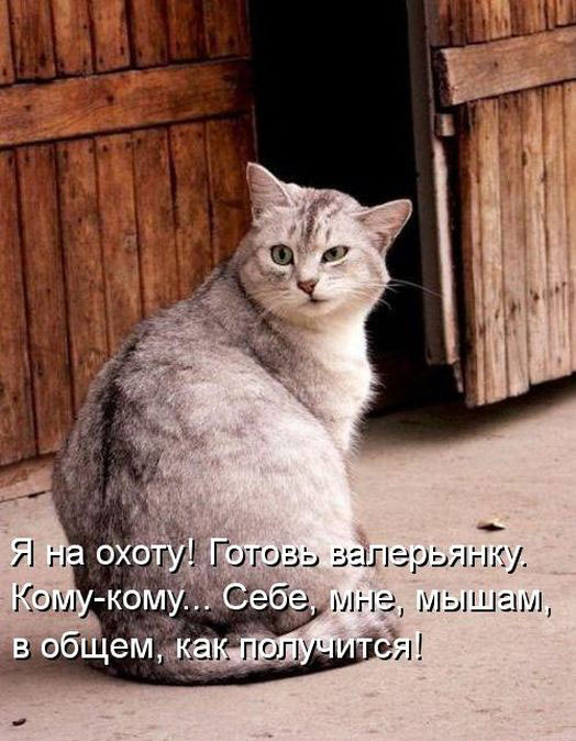 Позитив дня: КОТОПЯТНИЦА Позитив дня: КОТОПЯТНИЦА