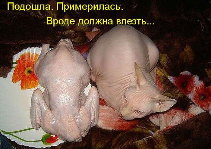 Позитив дня: КОТОПЯТНИЦА Позитив дня: КОТОПЯТНИЦА