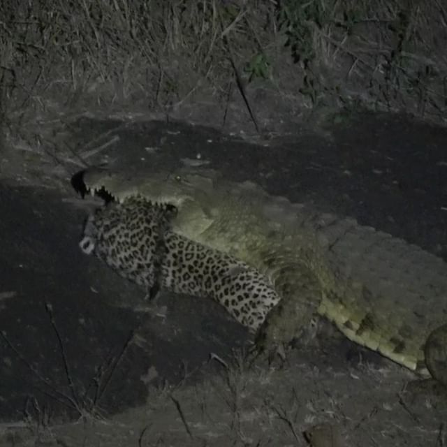 Крокодил победил в схватке леопарда