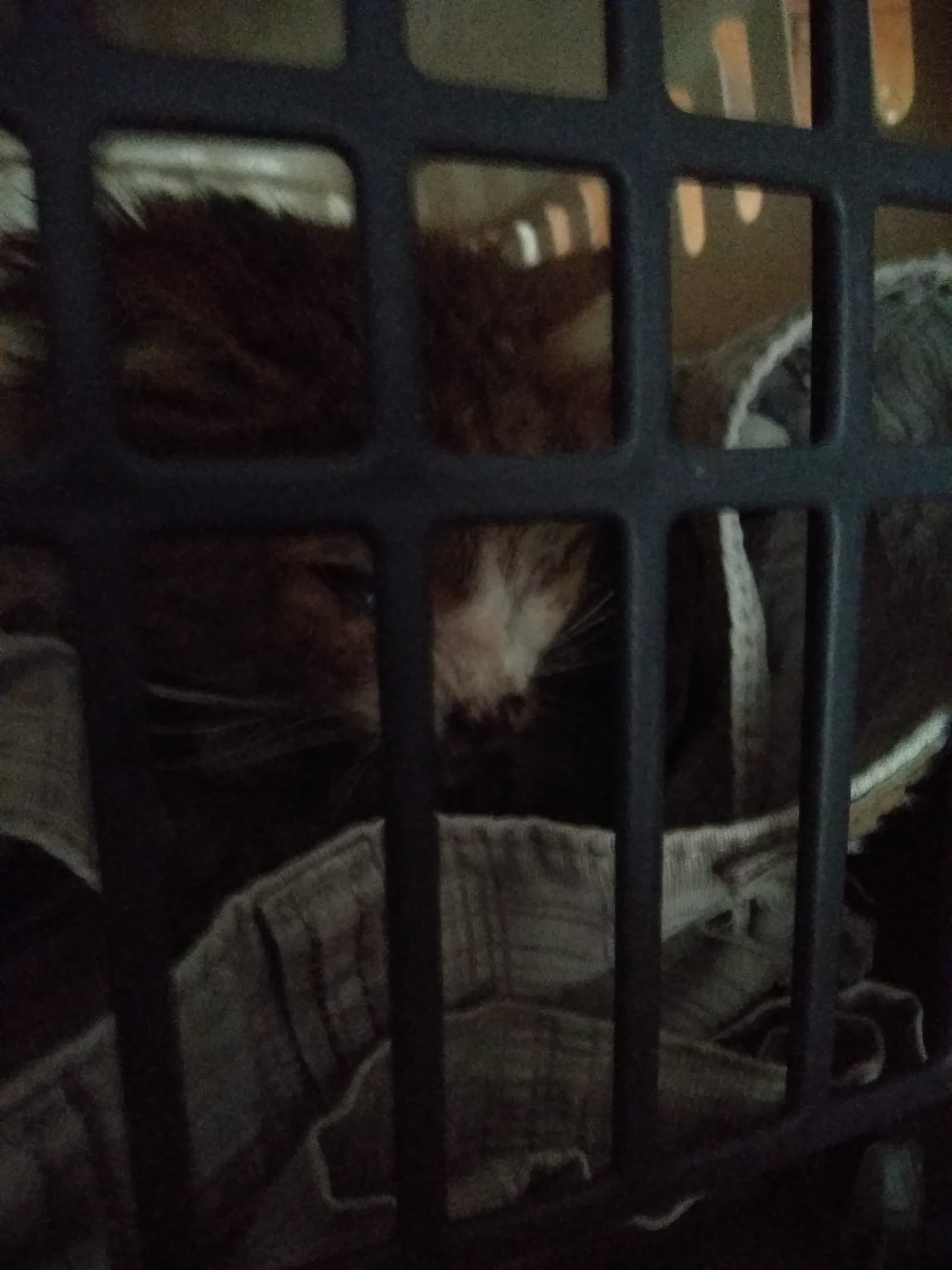 спасение кошки больная кошка