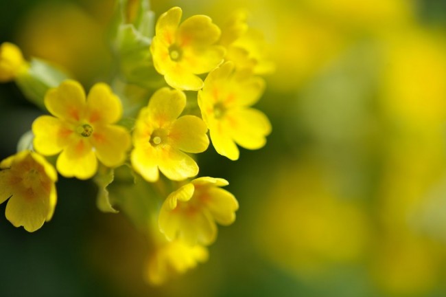 Примула лекарственная