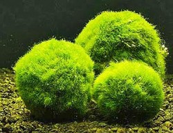 Зелёные шары из моря