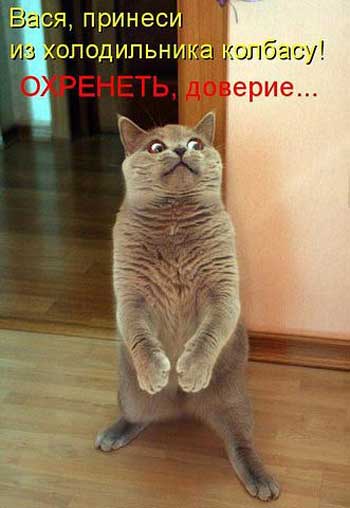 Котяры и другие, всякие разные, уматные...