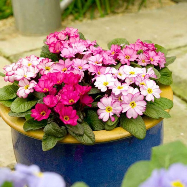 Многие садовые виды примулы обладают тонким и достаточно сильным пряным ароматом