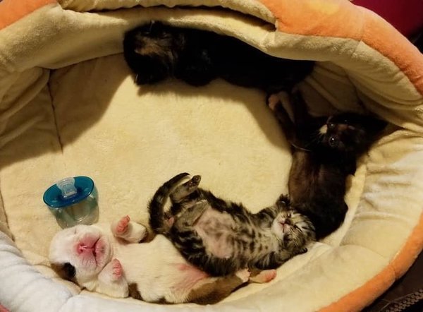 После кормления. Киви думает, что он один из котов..Эллен Кароцца @ thecatlvt