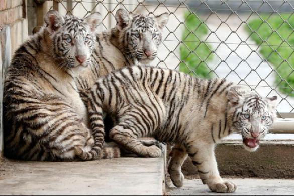 Посетительница сафари-парка требует 14 млн долларов за убитую тигром мать. Видео