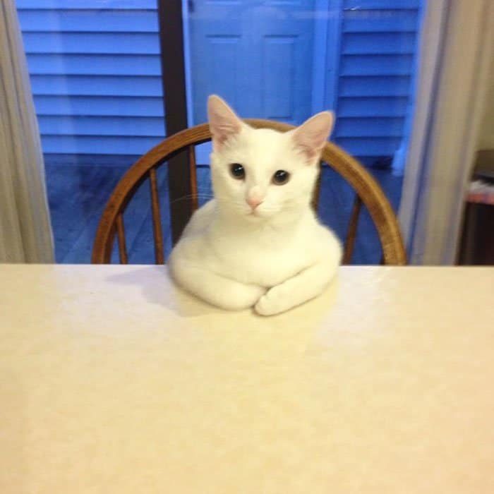 Коты, застигнутые врасплох Коты, застигнутые врасплох