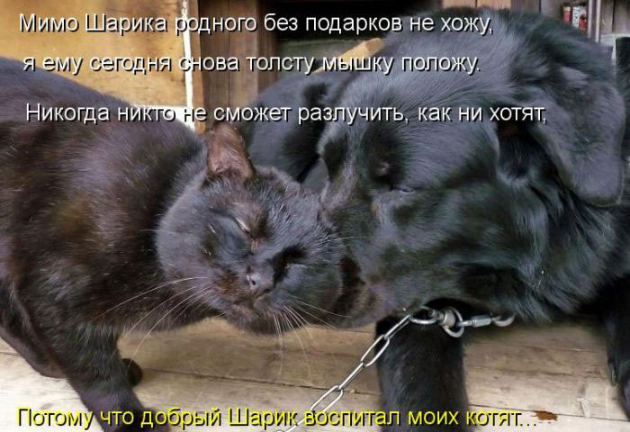 Позитив дня: КОТОПЯТНИЦА Позитив дня: КОТОПЯТНИЦА