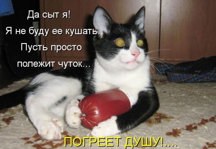 Позитив дня: КОТОПЯТНИЦА Позитив дня: КОТОПЯТНИЦА