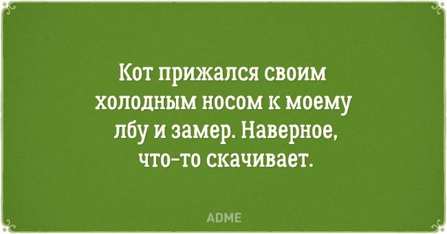 20 открыток о нелегкой жизни котов и их владельцев