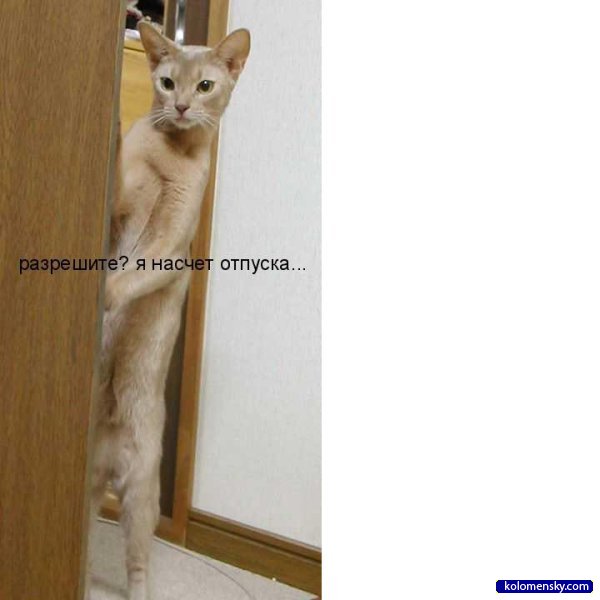 Котяры и другие, всякие разные, уматные...