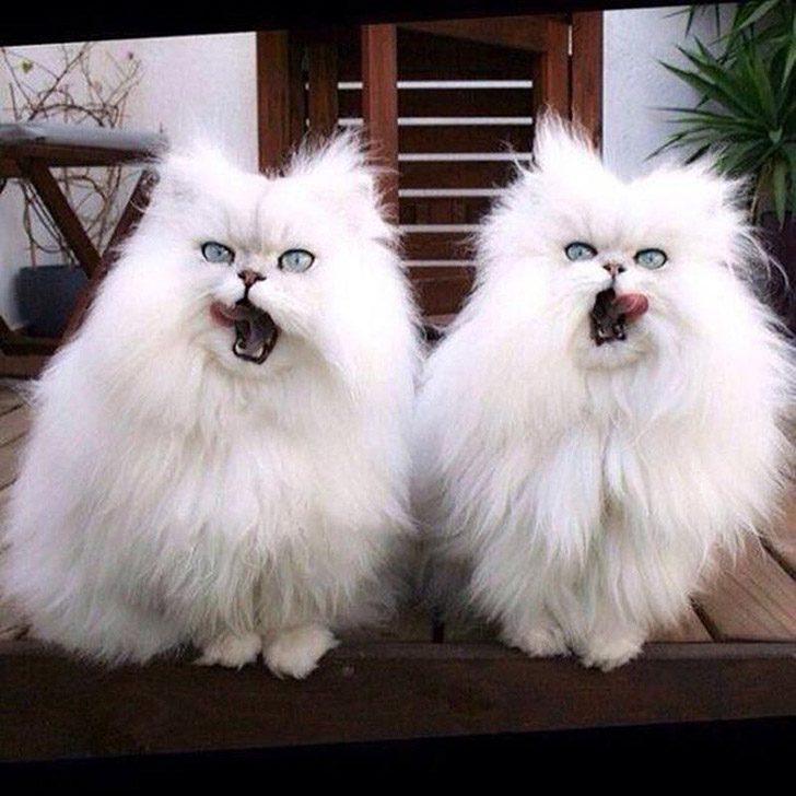 Синхронные коты Синхронные коты