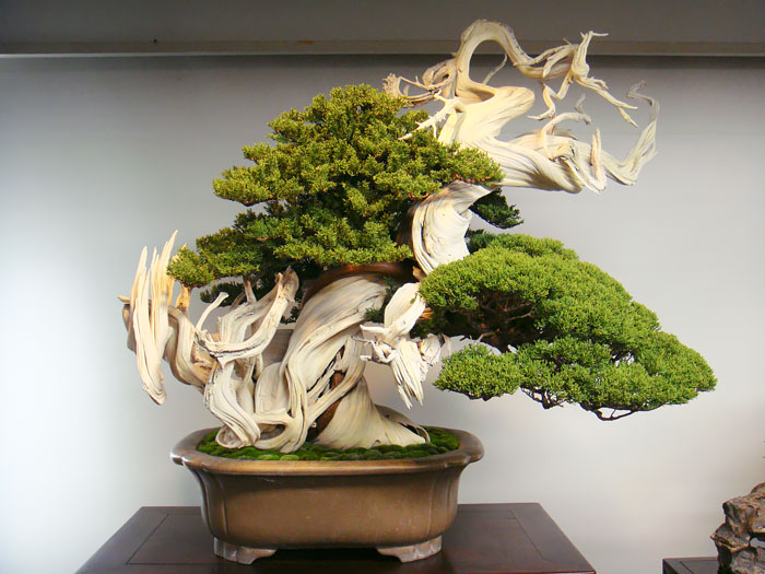 Искусство бонсай: 15 невероятно красивых мини-деревьев, созданных людьми