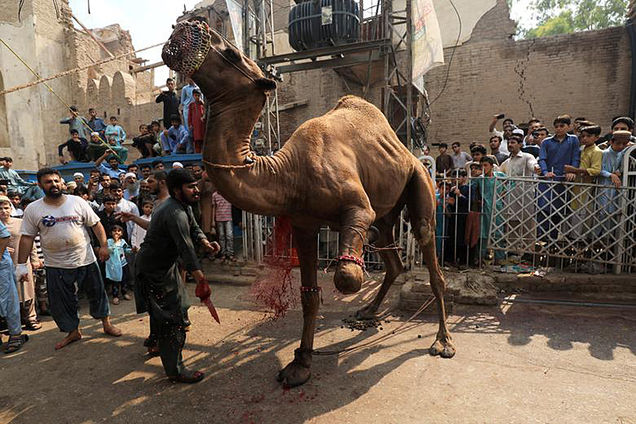 Camel-Knife Camel-Knife