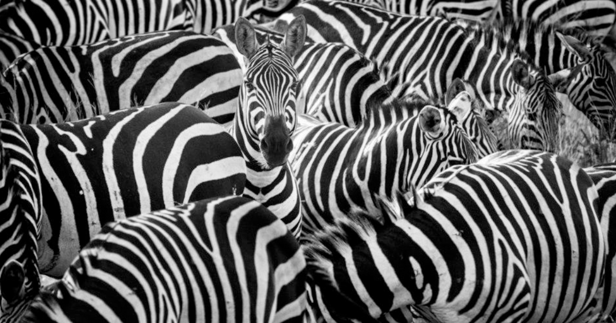 Artist Imagines The Secret Life Of Wild Animals When No One‘s Watching (30 Pics)