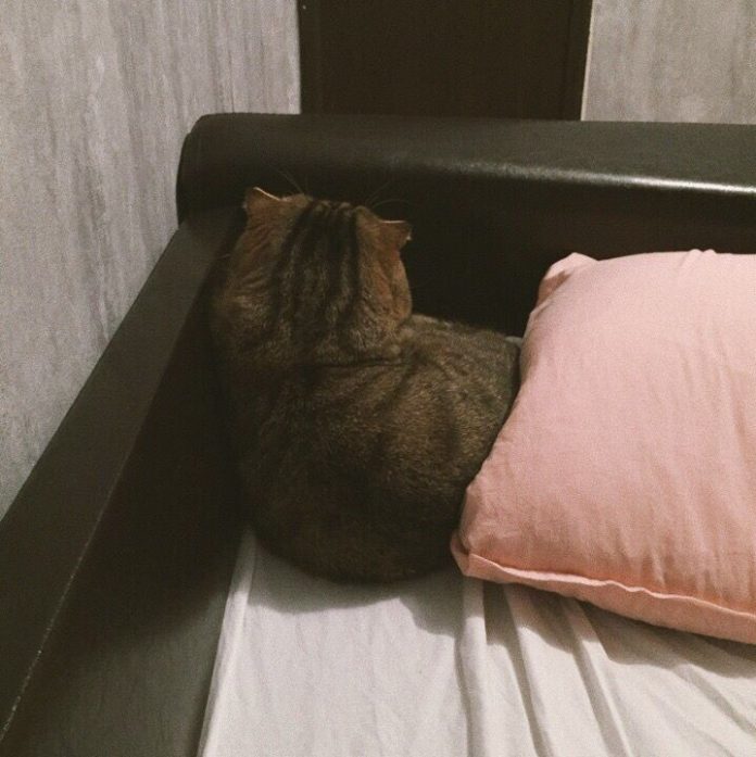 Кошка — ранимая душа, она тоже умеет обижаться…