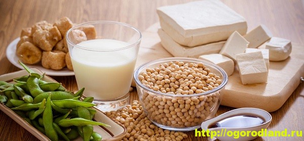 Соя и соевые продукты. Польза или вред?