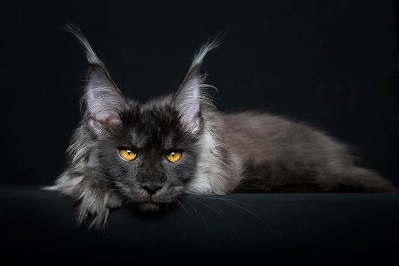 Мэйкуны - фантастические коты. Словно лев в миниатюре! Мэйкуны - фантастические коты. Словно лев в миниатюре!
