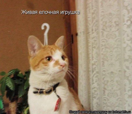 Котоматрицы, которые скрасят улыбкой ваш сегодняшний день!