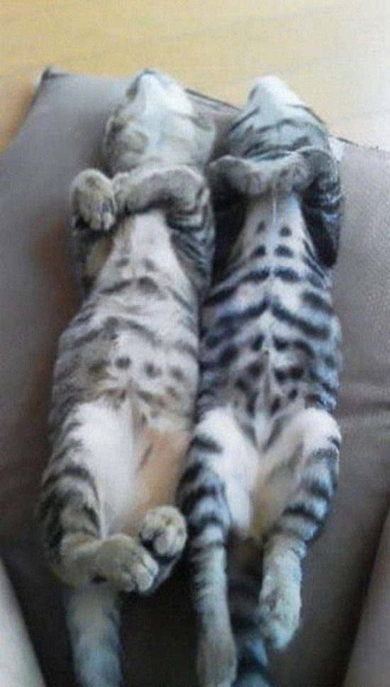 Синхронные коты Синхронные коты