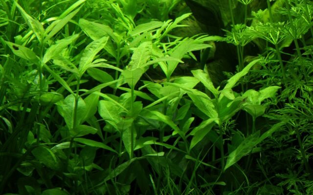 Гигрофила многосемянная (Hygrophila polysperma). © fishi-pedia  📷
