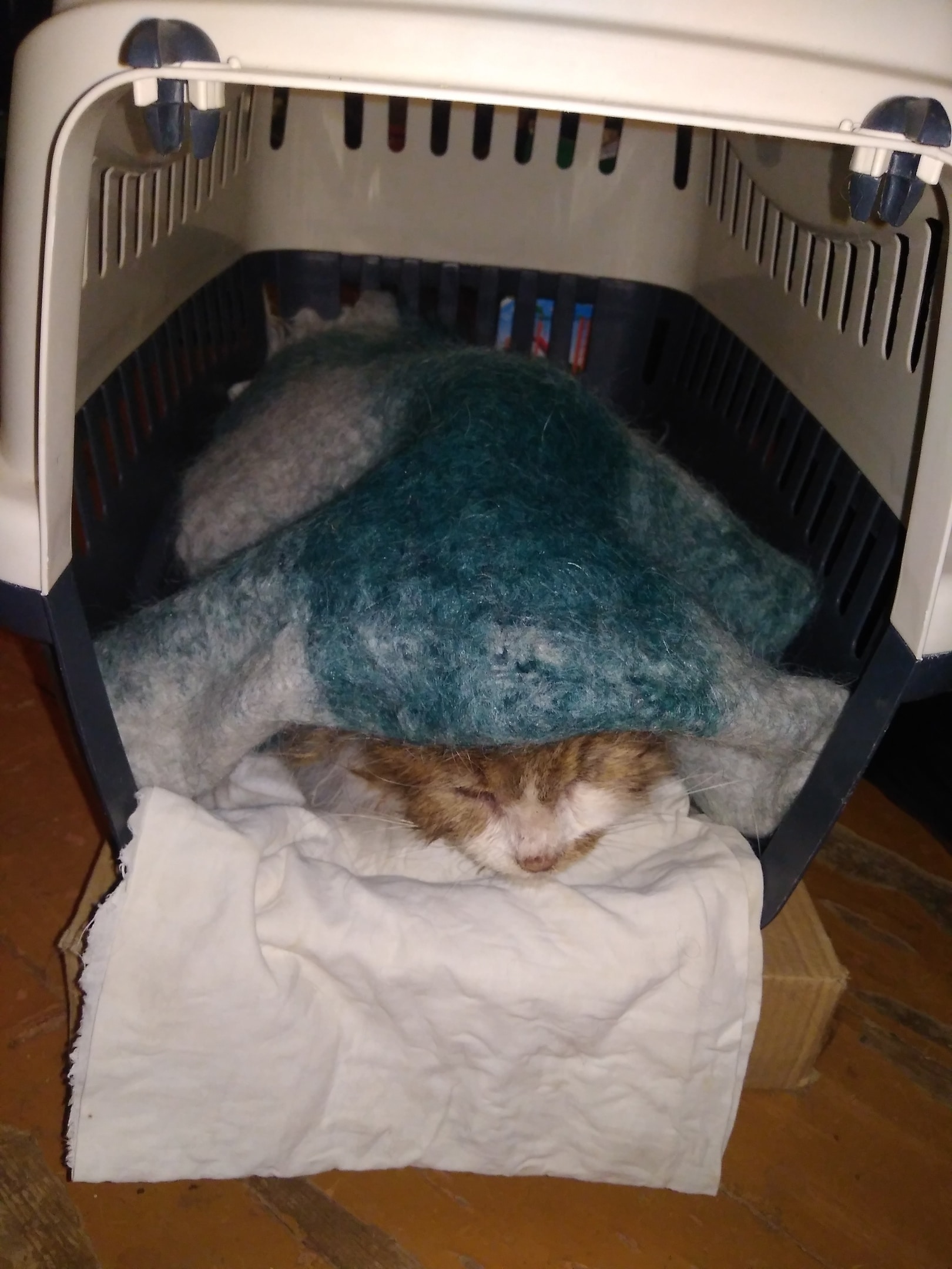 помощь кошке больная кошка