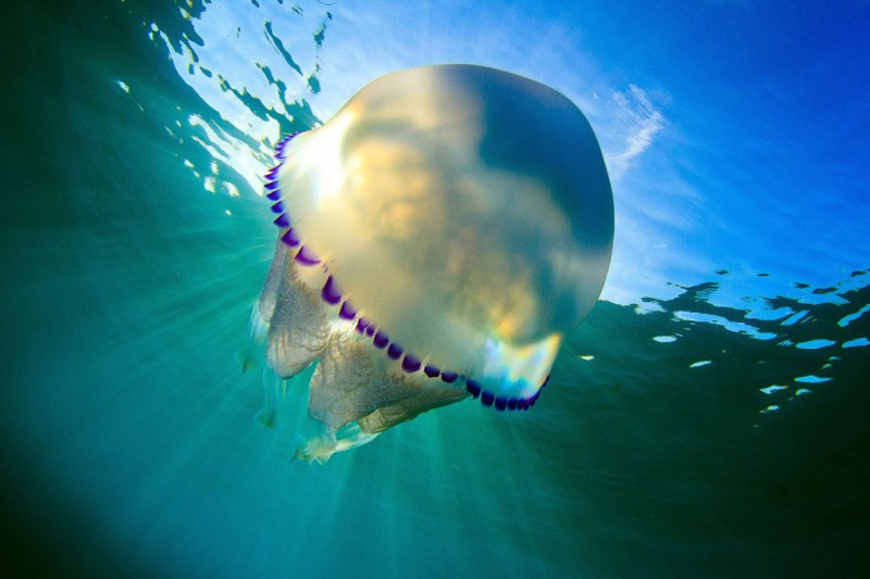 Медуза дышит всем телом, поскольку у нее нет легких и жабр, а также любого другого органа дыхания. животный мир, медузы