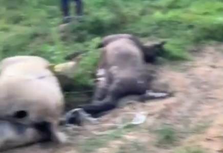 Медведь убил свыше 10 лошадей депутата Госдумы под Тверью